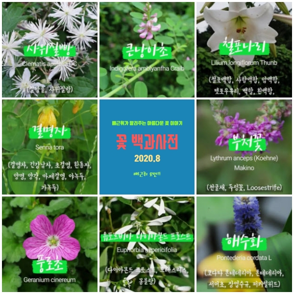 꽃 백과사전. 8월 꽃 이야기(2020.8) -배근휘