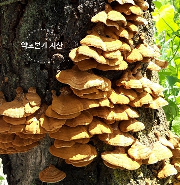 참나무 버섯 약용 버섯과 못 먹는 참나무 버섯 : 네이버 블로그 참나무 버섯 약용 버섯과 못 먹는 참나무 버섯 : 네이버 블로그