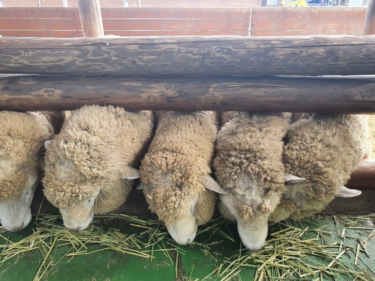  [삼척/강릉] #3. 7년째 MT 중! 양떼목장 갈래? 그래! 양떼목장 가자! 옥계~!