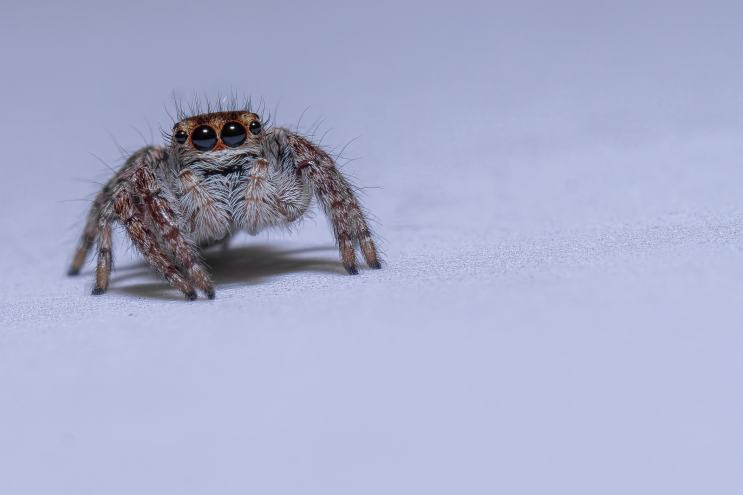 털보깡충거미 Jumping spider