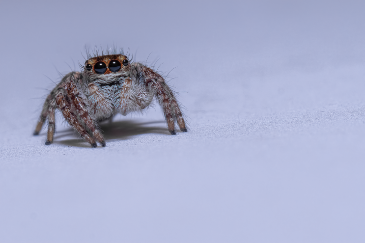  털보깡충거미 Jumping spider