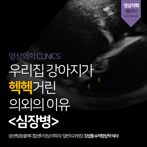 [심장전문진료] 강아지 심장병 정밀 검사 (노령견 헥헥거림)