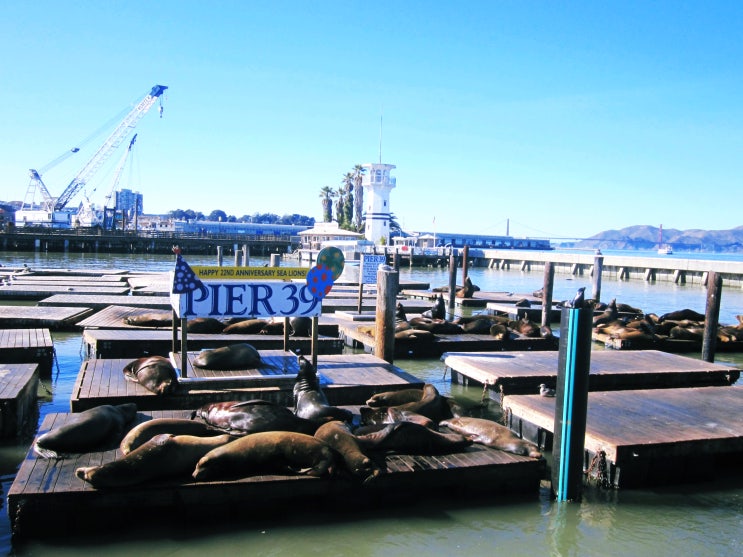  San Francisco Best10-Pier 39| 샌프란 시스코 하루 여행 4 피어 39, 샌프란 여행의 시작과 끝...