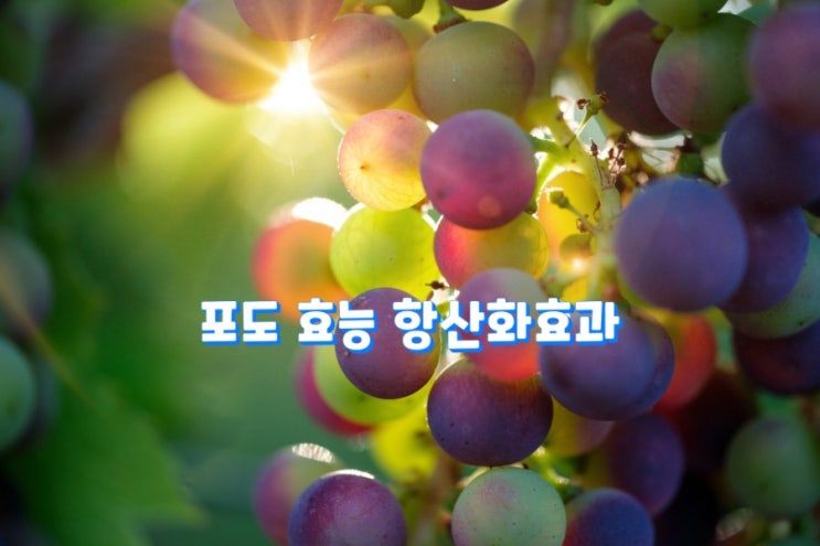 포도 효능 항산화효과