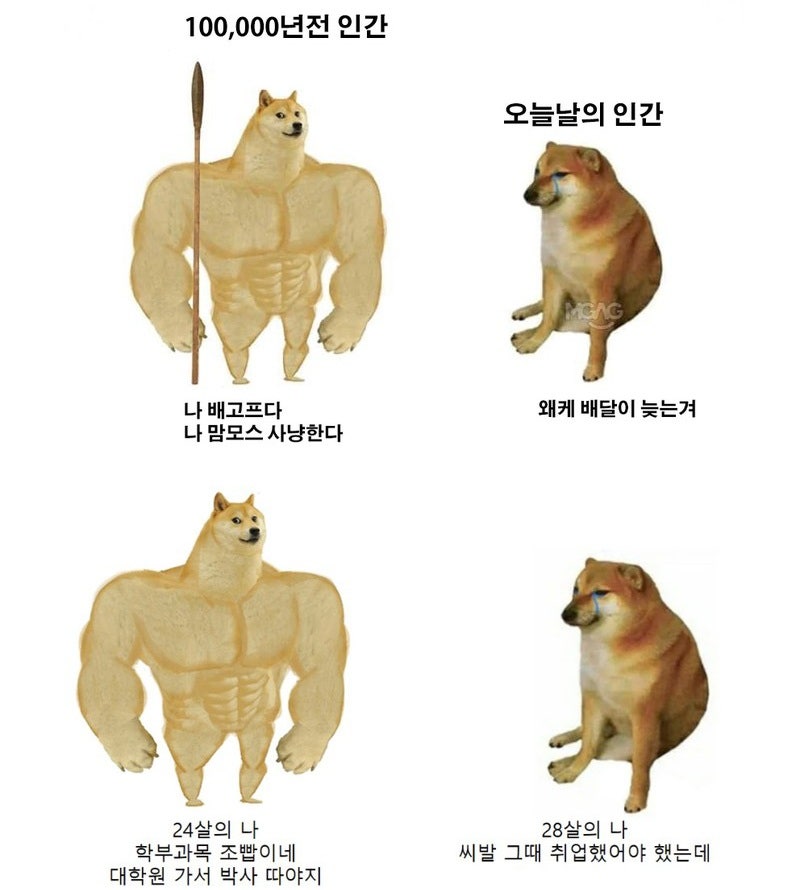 근육 시바견 밈 모음 : 네이버 블로그