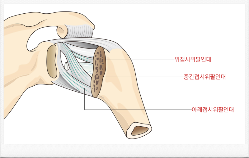 우리 몸의 주요관절 - 어깨관절(견관절ㆍshoulder joint) : 네이버 블로그