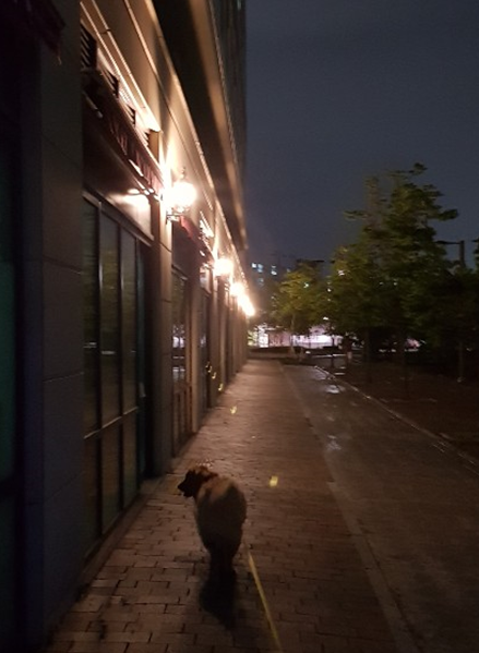  밤산책..더우니 밤에만 나오네요