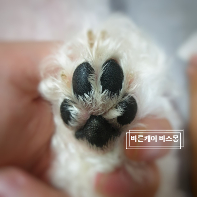  바스몽이 추구하는 강아지 비누는 다르다.