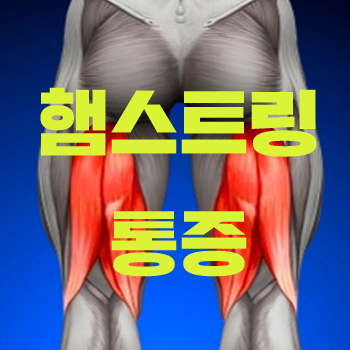  사타구니 통증, 안쪽 허벅지 통증 - 햄스트링/슬괵근 1