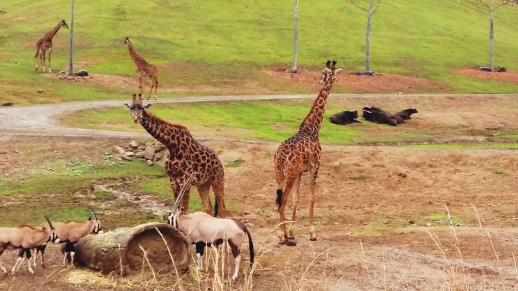  San Diego 주변 여행 6 San Diego Zoo Safari Park | 아프리카 초원으로 여행, 사파리 파크