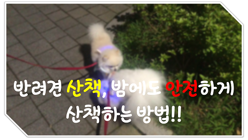  [반려견] 강아지 밤 산책 야간에도 산책 어렵지 않아요. 안전하게 산책하기