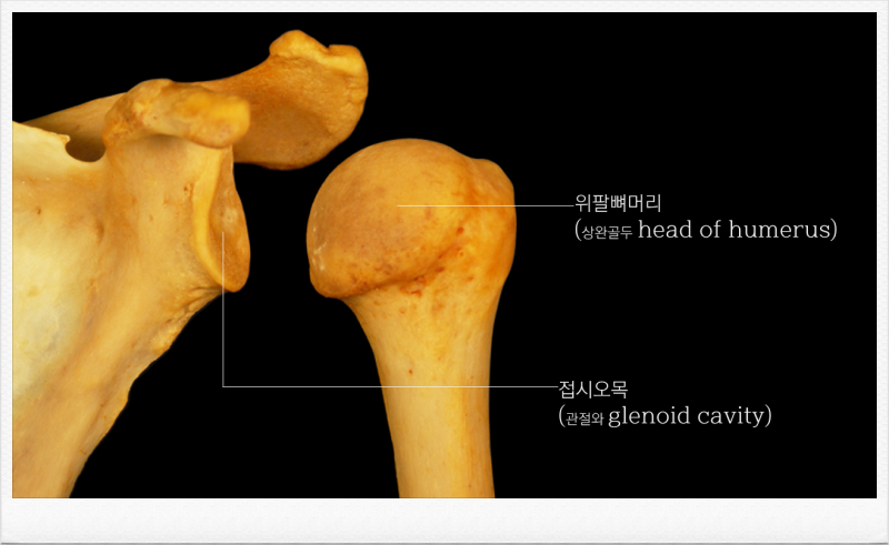 우리 몸의 주요관절 - 어깨관절(견관절ㆍshoulder joint) : 네이버 블로그