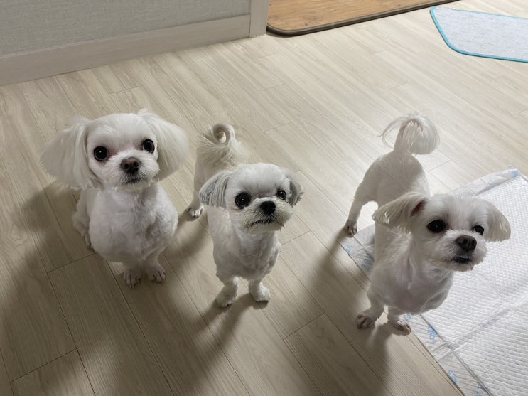  우리집 반려견 귀염둥이들