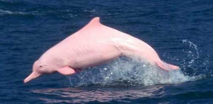 희귀 / 특수 동물] 분홍 돌고래에 대해 알아봐요!(특징, 서식지, 먹이 등) : 네이버 블로그