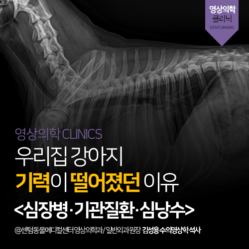  [심장전문진료] 강아지 심장병, 기관질환, 심낭수 (노령견 기력 저하)