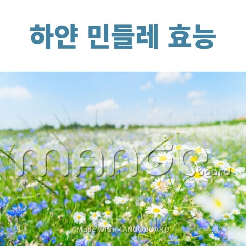 하얀 민들레 효능