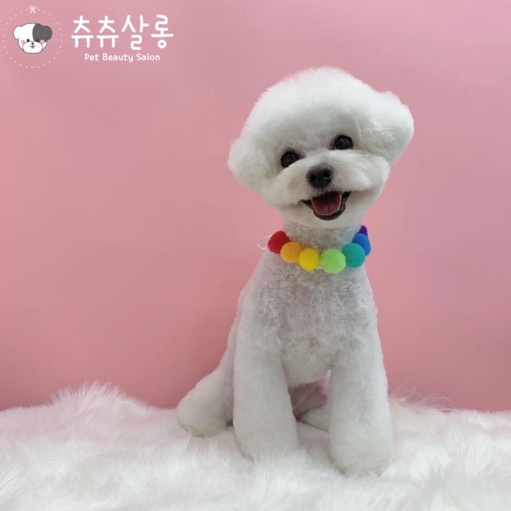  츄츄살롱[부산북구애견미용/덕천비숑미용/부산애견미용/부산비숑미용/덕천애견미용/부산북구비숑미용,구포비숑미용/화명동비숑미용/부산비숑미용잘하는곳/부산애견미용실추천/부산애견미용잘하는곳]