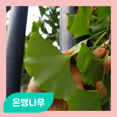  왜 냄새나는 은행나무를 심었을까?