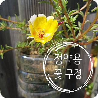  정약용 한시 "꽃 구경"/ 丁若鏞 漢詩 "訪花"