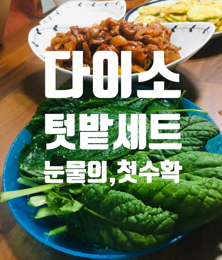  다이소 텃밭 세트/다이소 상추 등등/눈물의 첫 수확