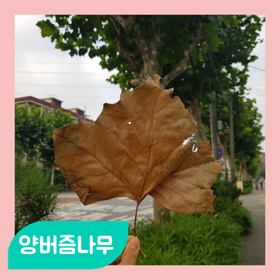  슬픈 도시의 가로수 - 플라타너스는 억울해