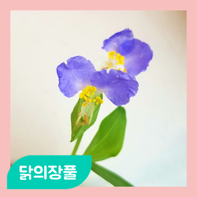  입추(立秋) 식물알림장 "닭의장풀"