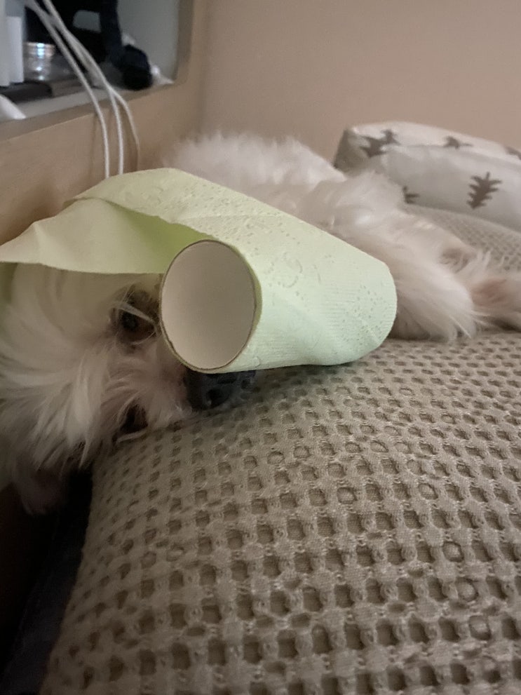  우리집 귀염둥이 반려견~~