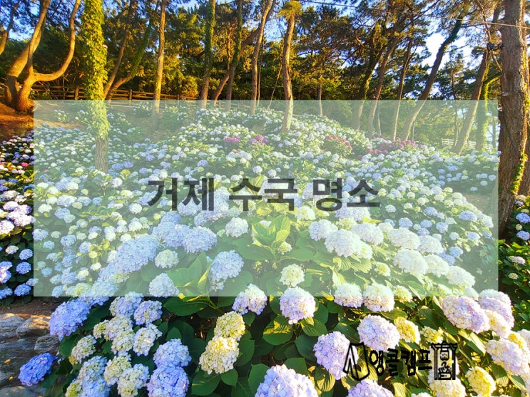  거제 수국 명소 파란대문 유스호스텔 저구항