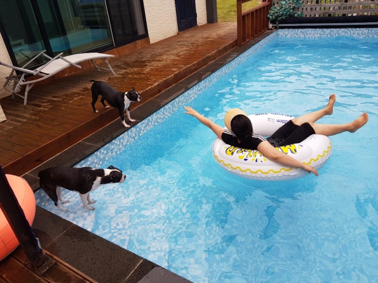  애견풀빌라 거제도 애견동반펜션에서 생애 첫 풀빌라펜션 가고싶었던 거제도 독독펜션에서 1박2일고고!