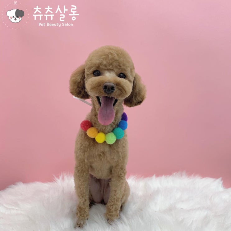  츄츄살롱[푸들테디베어컷/푸들곰돌이컷/부산북구푸들미용/부산푸들미용/덕천푸들미용/덕천애견미용/부산북구애견미용/덕천푸들미용추천/부산푸들미용추천/덕천푸들미용추천/화명동애견미용/구포애견미용