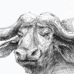 볼펜으로 그린 " 아프리카 물소 " / Drawing with ballpoint pen " African Buffalo "