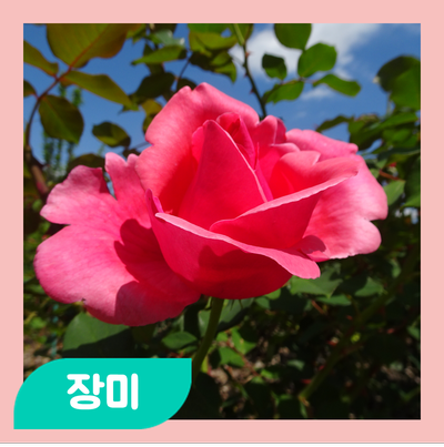  모여봐요 식물의 숲 - 장미 - 파란 장미는 실제로 있을까?