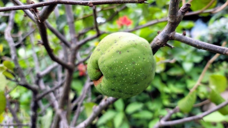명자나무 열매(9월 3일) : 네이버 블로그