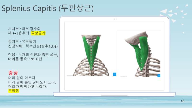 어떤 근육이 만성 두통을 유발합니까?