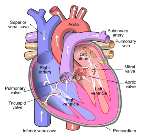 과학기술  :  다빈치가 스케치한 심장근육의 신비가 밝혀졌다.- 2만 5000개 심장 MRI 영상과 5만 명 유전 데이터 분석