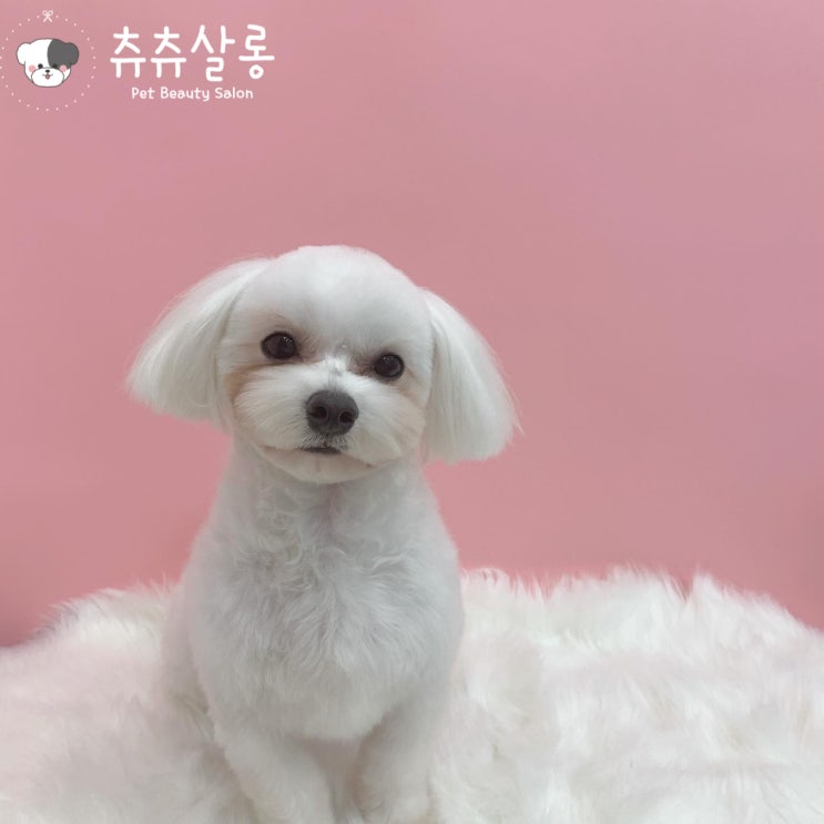 츄츄살롱/덕천말티미용/부산북구말티미용/구포말티미용/부산말티미용/부산말티즈미용/덕천말티즈미용/부산북구애견미용/덕천애견미용/화명동말티즈미용/북구말티즈미용/부산애견미용잘하는곳/말티즈미용 츄츄살롱/덕천말티미용/부산북구말티미용/구포말티미용/부산말티미용/부산말티즈미용/덕천말티즈미용/부산북구애견미용/덕천애견미용/화명동말티즈미용/북구말티즈미용/부산애견미용잘하는곳/말티즈미용