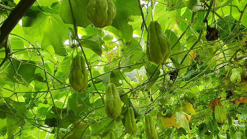 웰빙하우스 사진 3