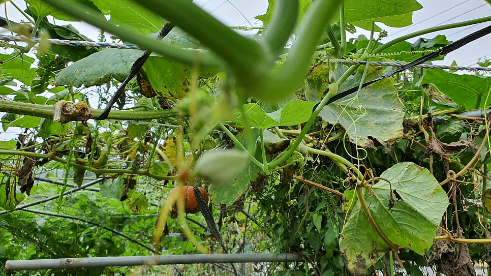 웰빙하우스 사진 2