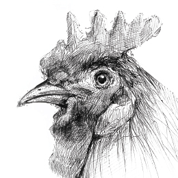 볼펜으로 그린 " 닭 " / Drawing with ballpoint pen " Chicken "