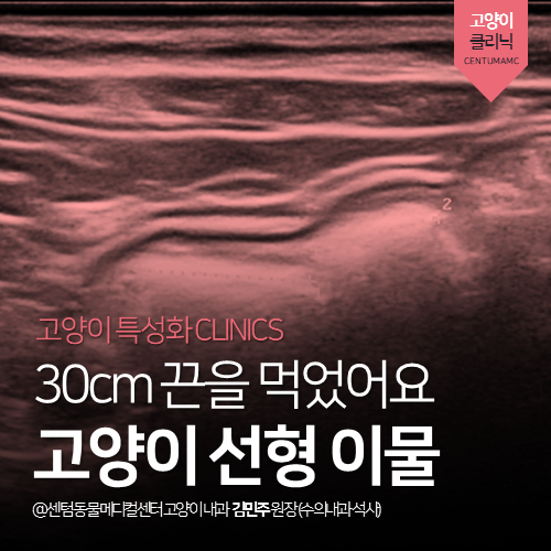  [고양이전문진료] 고양이 선형 이물(끈) 섭취 (위 내시경 제거)