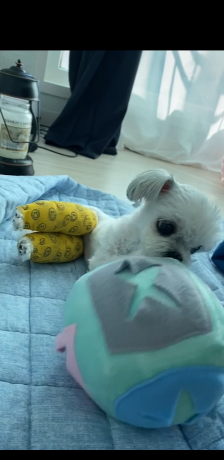  우리집귀염둥이반려견 여름이슬개골탈구 수술했어요