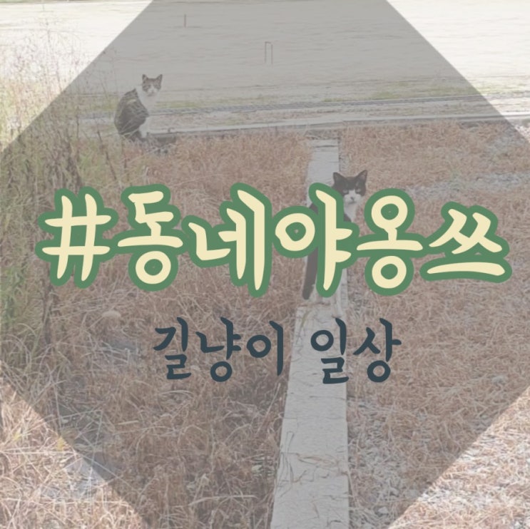  동네 여유로운 야옹쓰 _ #길냥이