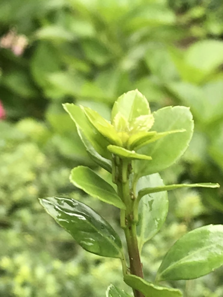  [보상상식]40대질병 질병명과 질병분류번호(2)(당뇨병질환,심장질환,고혈압질환,폐렴,간질환, 폐렴,동맥경화증,담석증,신부전,결핵,녹내장,치핵,백내장,관절염,생식기질환)등