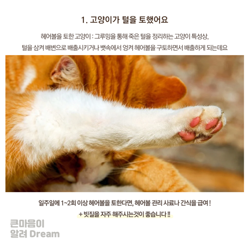 고양이가 자꾸만 토를 해요, 고양이 구토에 대한 모든것!ㅣ큰마음동물메디컬센터ㅣ부산동물병원ㅣ해운대동물병원ㅣ고양이 구토 : 네이버 블로그