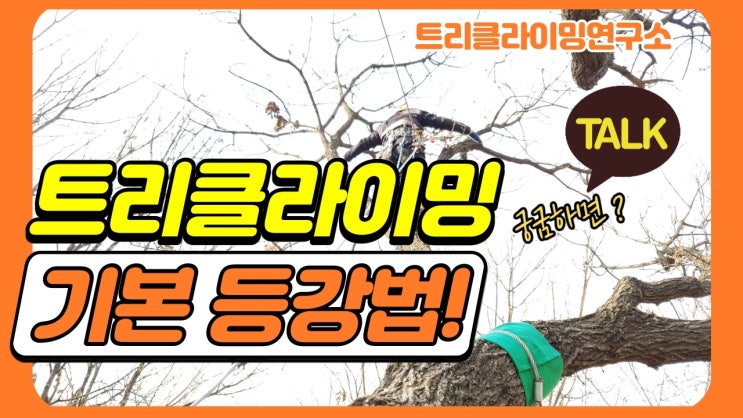  숲체험 트리클라이밍!! 아주쉬운 기본등강법[트리클라이밍연구소]