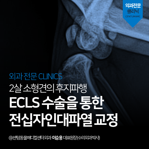  [정형외과] 강아지 전십자인대파열 교정 (ECLS 수술 전문 동물병원, 관절낭외고정)