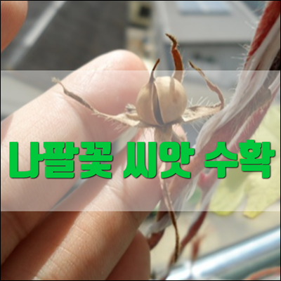 나팔꽃 씨앗 수확해 보았습니다. 나팔꽃 씨앗 수확해 보았습니다.