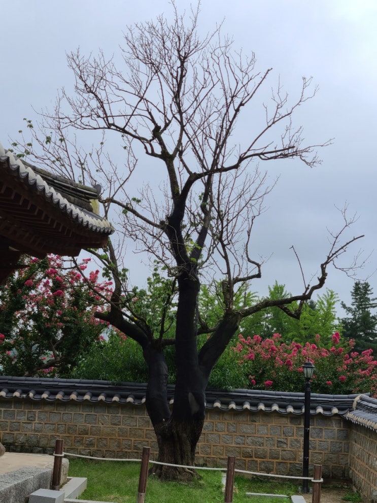  강원도 여행, 강릉 오죽헌 율곡매(江陵烏竹軒栗谷梅, 천연기념물 제484호)
