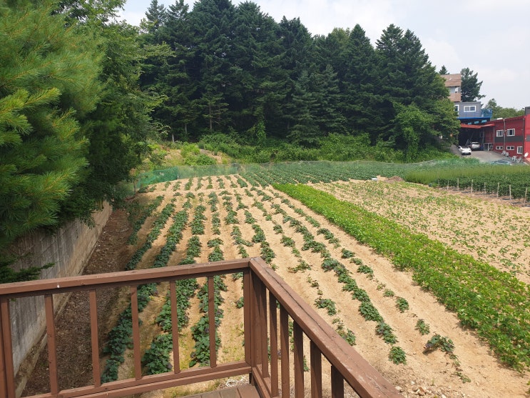  양지면 주북리 공장창고용지 토지급매 550평/ 90만원