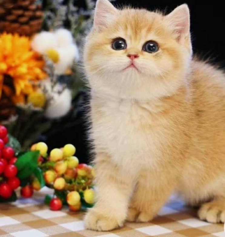 먼치킨 고양이-유전병,성격,분양,수명,특징